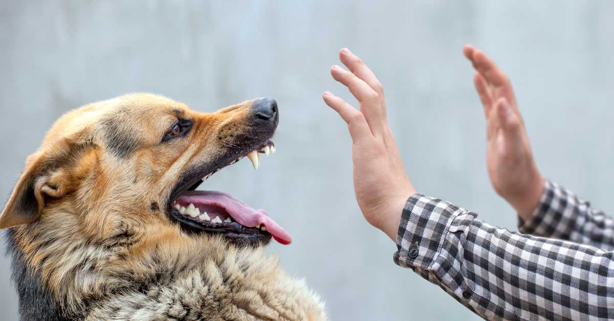 Dog Bite, German shepherd bites a man by the hand