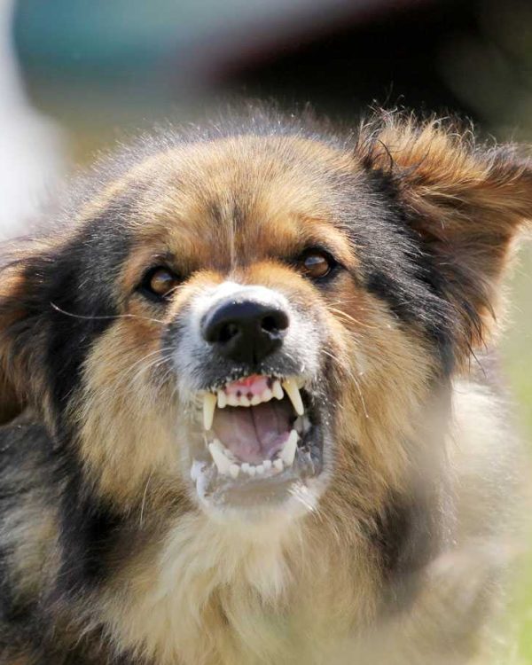 Agressive dog showing teeth